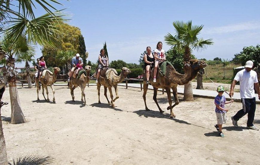 Lefkara Village – Donkey Farm – Camel Park