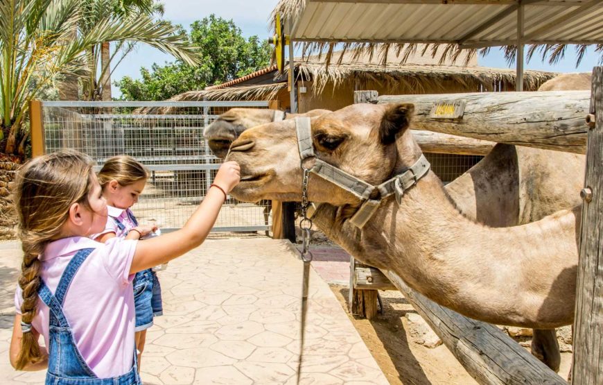 Lefkara Village – Donkey Farm – Camel Park